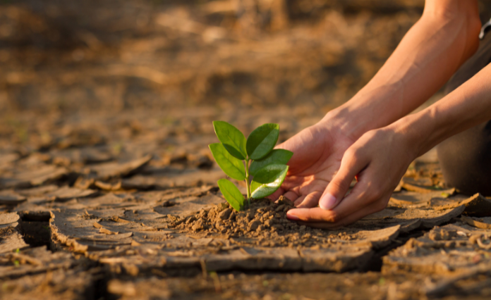 Tree Planting Reverse Climate Change