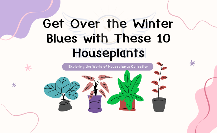 Get Over the Winter Blues with These 10 Houseplants